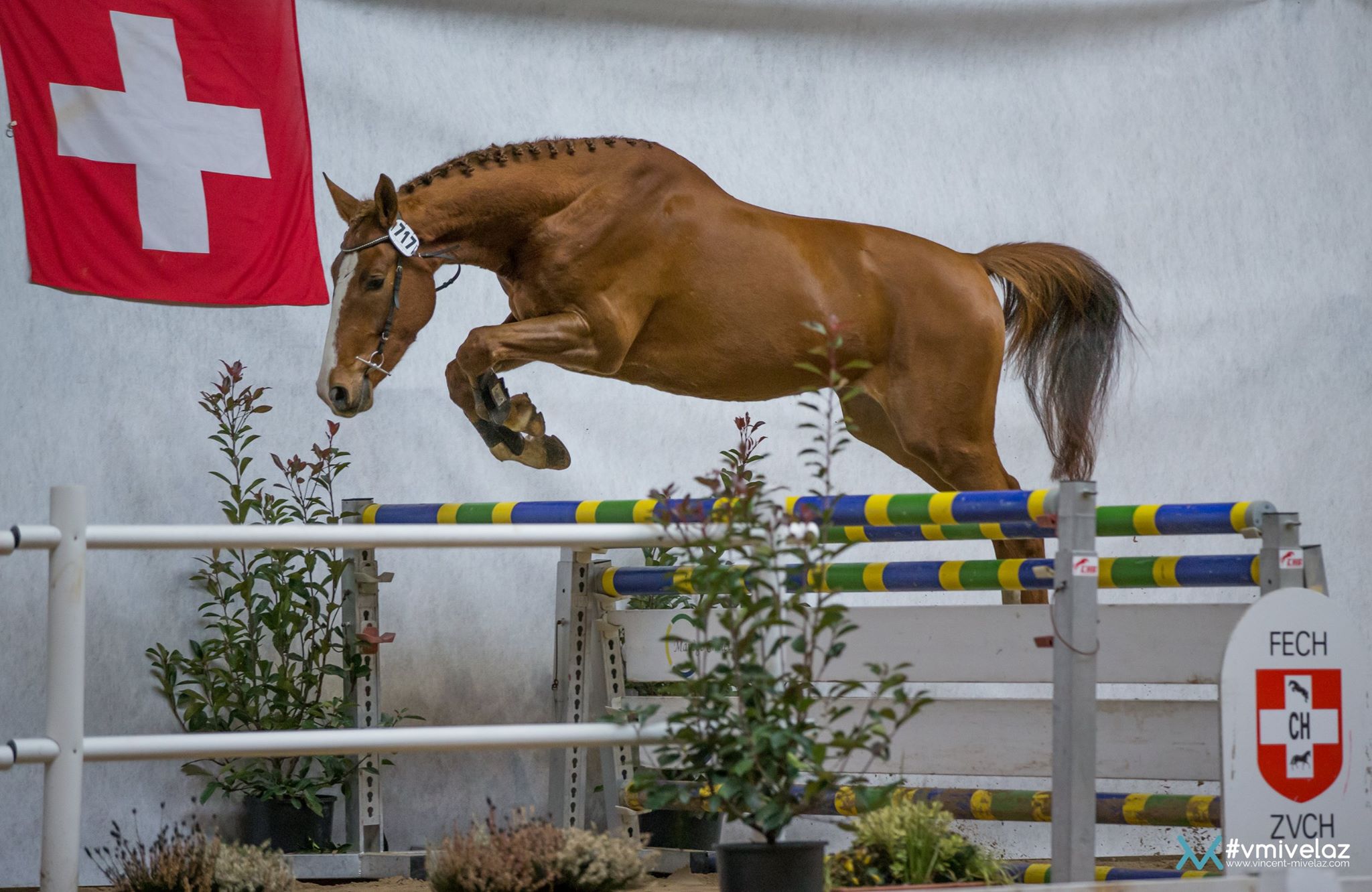 Manège du Chalet-à-Gobet Swiss Breed 2018